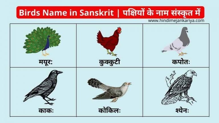 50 Birds Name In Sanskrit