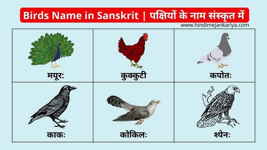 50 Birds Name in Sanskrit - पक्षियों के नाम संस्कृत में