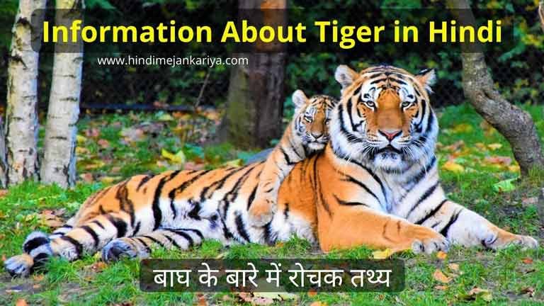 information about tiger in hindi