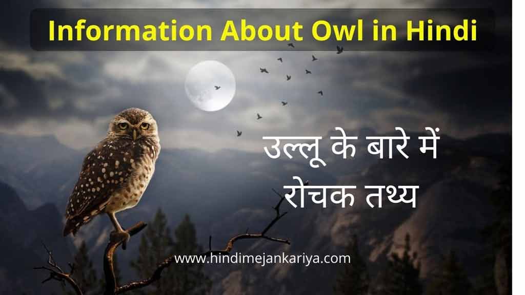 information about owl in hindi