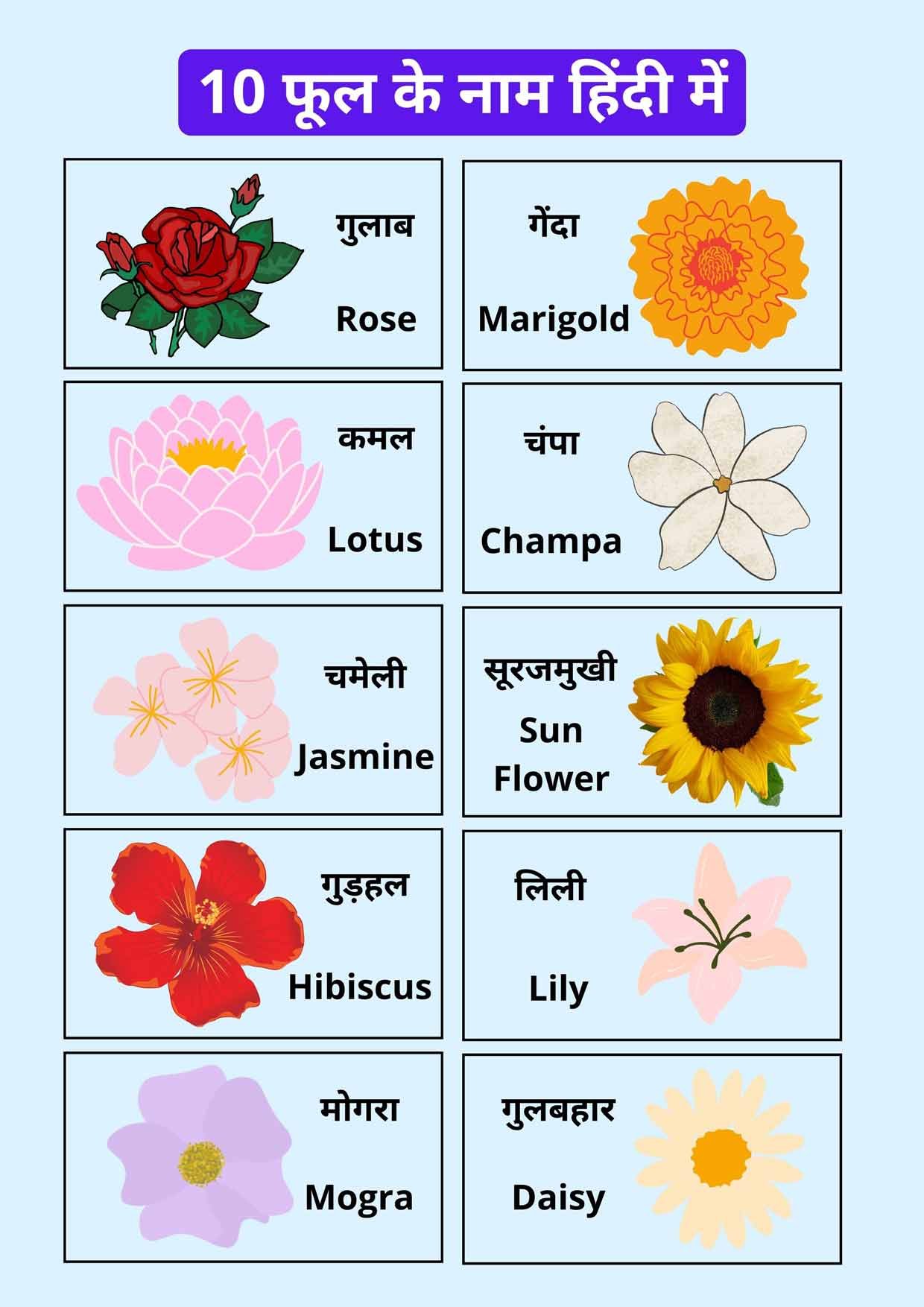 List Of Flower Names In Hindi And English With Pictures - Printable ...