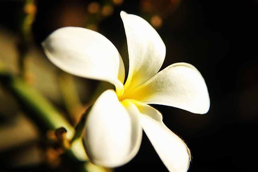 Champa flower in hindi