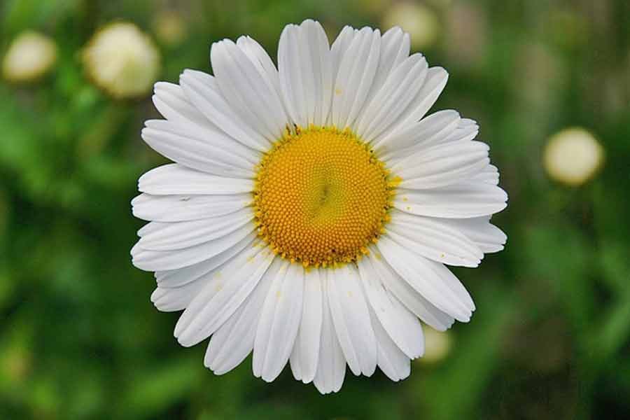 Daisy flower in hindi