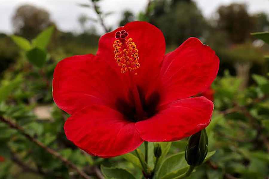 Hibiscus flower in hindi