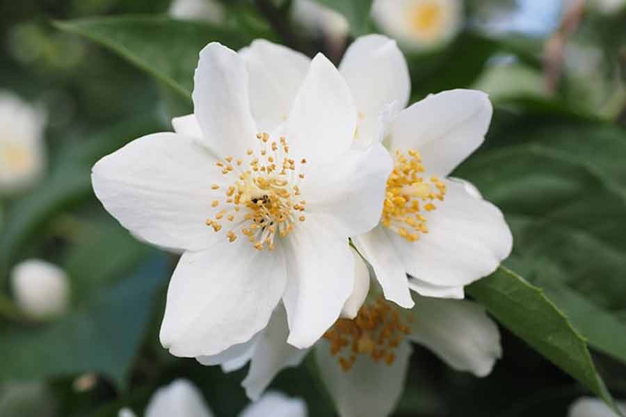 Jasmine flower in hindi