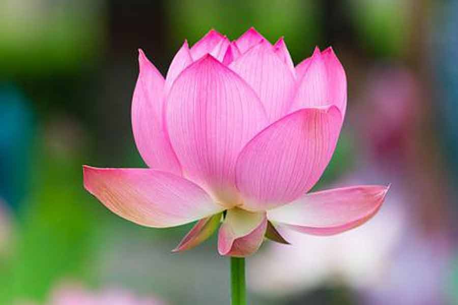 Lotus flower in hindi