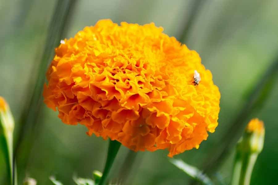 Marigold flower in hindi