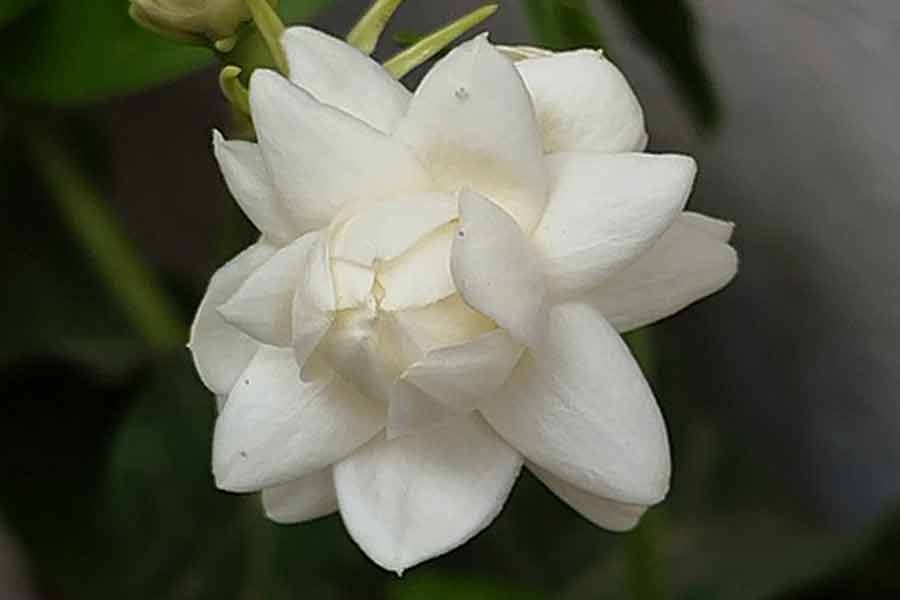Mogra flower in hindi