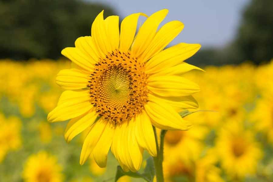Sun flower in hindi