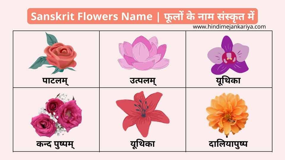 50 Sanskrit Flowers Name फूलों के नाम संस्कृत में