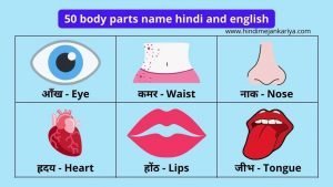 50 body parts name hindi and english - शरीर के अंगों के नाम