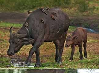 Buffalo