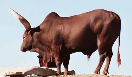 Bull