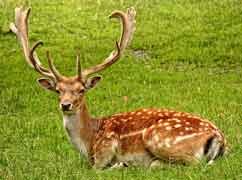 Deer