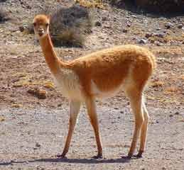 Lama