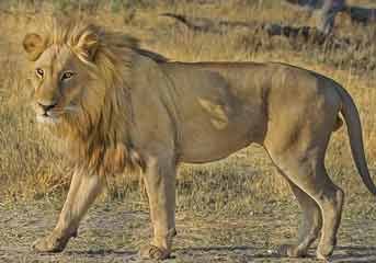 Lion