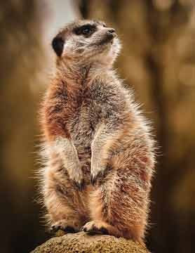 Mongoose
