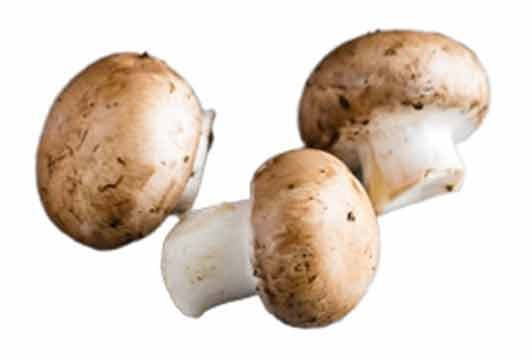 Mushroom