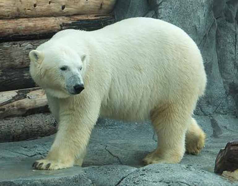Polar Bear