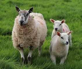Sheep