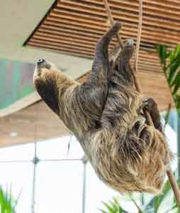 Sloth