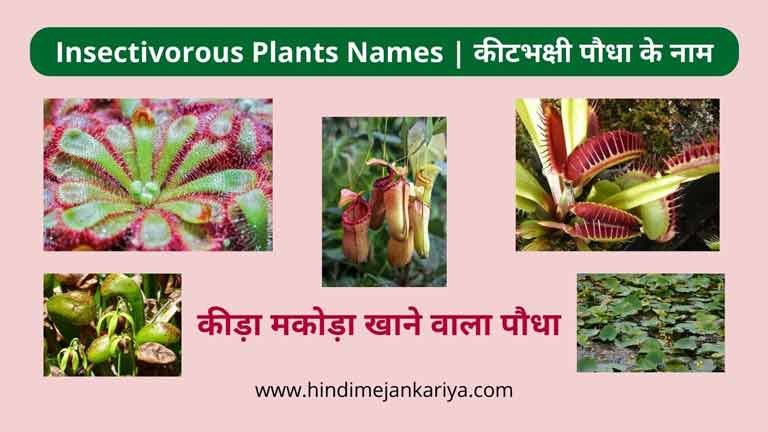 5-insectivorous-plants-with-names-and-pictures-hindi-me-jankariya