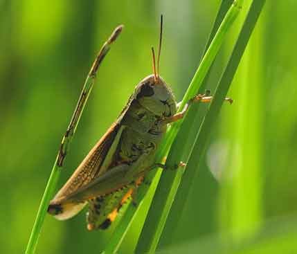 Insects Name Hindi and English with Pictures