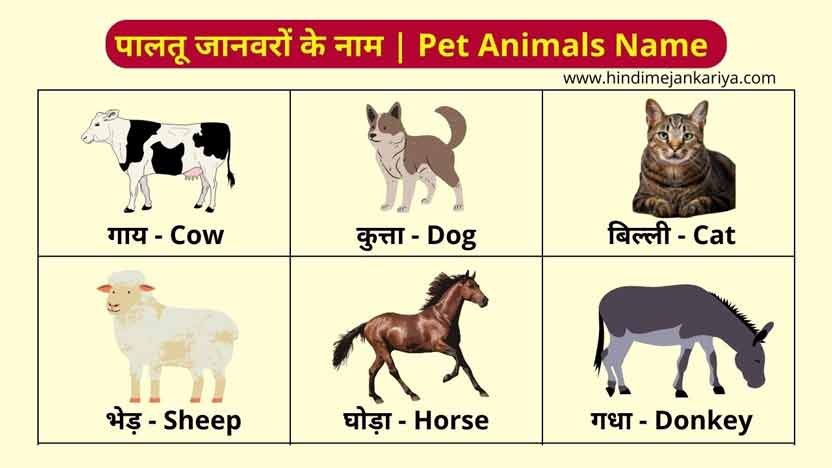 Name Of Pet Animals In Hindi And English Hindi Me Jankariya