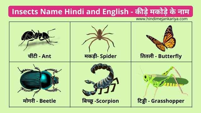 insects name in hindi