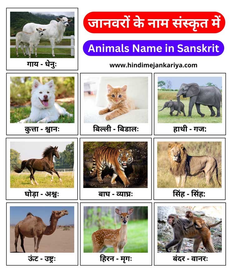 10 Animals Name in Sanskrit with Picture | संस्कृत जानवर नाम