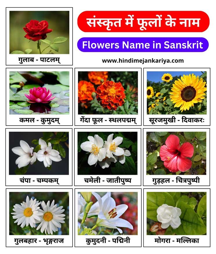 10 Flowers Name In Sanskrit With