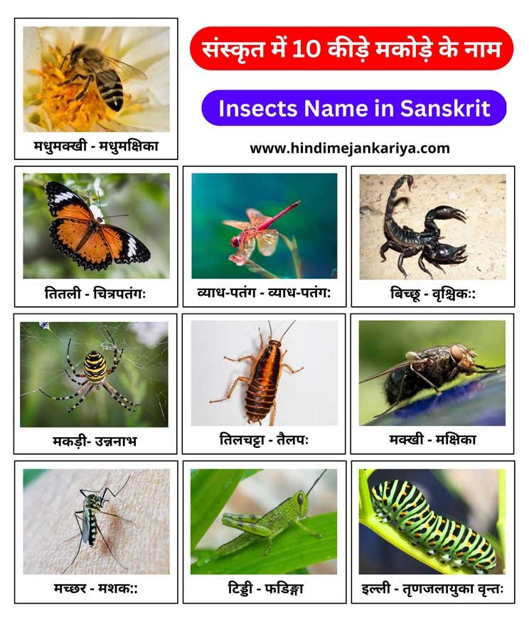 10 Insects Name in Sanskrit कड मकड क नम ससकत म Hindi